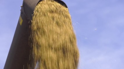 Wall Mural - Harvest machine loading seeds in trailer. Combine removes oats. The harvester works near the village. Grain harvesting combine.