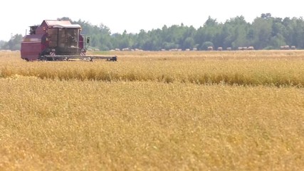 Wall Mural - Working Harvesting Combine in the Field of Wheat. Grain harvesting combine. A farmer in a red combine harvests grain from the field. Harvester harvesting barley on the field.