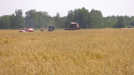 Wall Mural - Red fuel truck in the field. Modern tractor with a tank for transportation of grain near the combines harvesting.Harvesting grain crops, focus on oats ears.