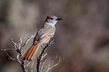 Bird On A Branch In The Arid Desert