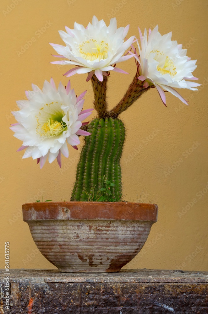 Stock-Foto Pianta di cactus con bellissimi fiori bianchi e rosa in primo  piano | Adobe Stock