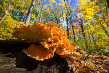 Laetiporus genus mushrooms known as sulphur shelf, chicken of the woods, the chicken mushroom, or the chicken fungus