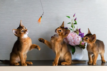 Abyssinian kittens play, cute and funny