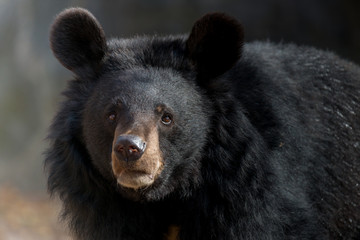 The Asian black bear (Ursus thibetanus)