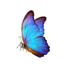 Aufkleber - bright colorful morpho butterfly isolated on white