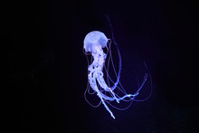 Beautifully Lit Compass Jellyfish