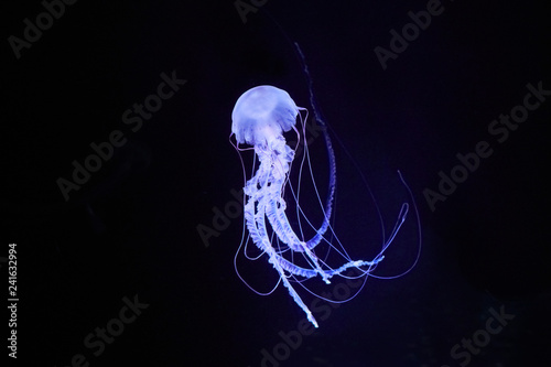 Beautifully lit compass jellyfish Poster Mural XXL