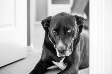 black labrador dog