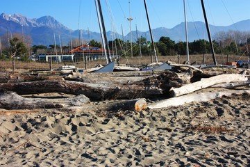 Wall Mural - smooth and soft and warm shapes on wood. abandoned wooden logs on the sea beach. sunny winter day. sea ​​salt reaches everywhere and reaches all of nature