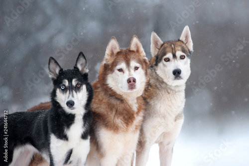 Fotografia three husky dogs portrait on forest background
