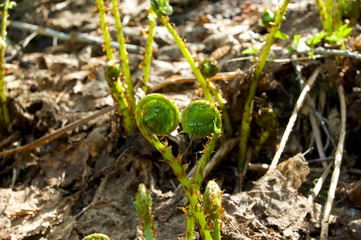 Heart-shaped fern