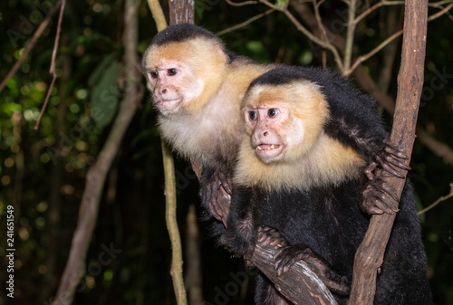 Fotografija White-headed capuchin (Cebus imitator), two monkeys looking to the side, Puntarenas, Costa Rica