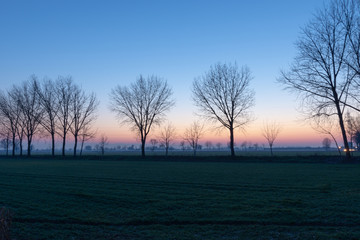 Wall Mural - Isolater trees at the sunset