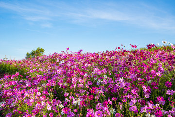 spring flower pink field colorful cosmos flower blooming in the beautiful garden flowers on hill landscape pink and red cosmos field