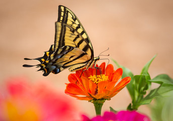 Two-tailed Swallowtail butterfly on a colorful zinnia in an Arizona garden