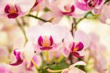 Fototapeta Kwiaty - pink Phalaenopsis or Moth dendrobium Orchid flower in winter or spring day tropical garden Floral nature background.Selective focus.agriculture idea concept design with copy space add text.
