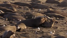 Mating Elephant Seals At Piedras Blancas