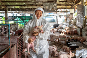 Asian veterinarian holding for moving the pig in hog farms, animal and pigs farm industry