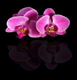 Fototapeta Storczyk - Pink orchids reflecting on a black background