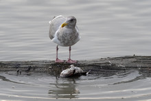 A Seagull With Another Small Dead Bird