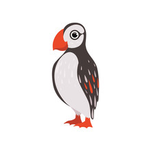 Colorful Beautiful Puffin Bird Vector Illustration On A White Background