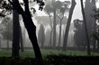 Alberi nella nebbia a Villa Borghese Roma