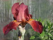 brązowo-bordowy Irys w rozkwicie w dużym zbliżeniu, na płatkach krople wody po deszczu, pod główką kwiatku mały nierozwinięty pąk, w tle filia ogrodowa