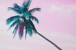 Neon palm on pink sky background. Creative unusual modern background