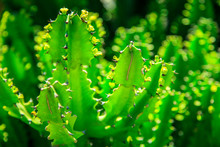 Close Up Detail Of A Cactus Garden, Bright Green Background Of Cactus