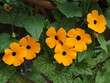 urocza tunbergia kwitnie na balkonie, płatki są żółto-pomarańczowe i okrągłe, mocno kontrastują z czarnym środkiem.