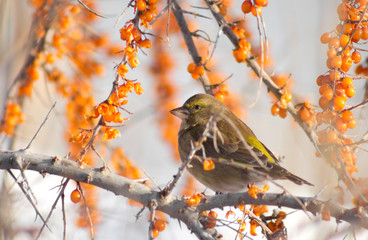 Greenfinch on the branch of Sea-buckthorn