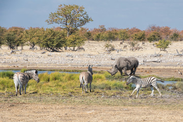 black rhino and zebras in namibia