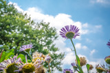 Fototapeta Kwiaty - Lilac daisies in beautiful sunlight.