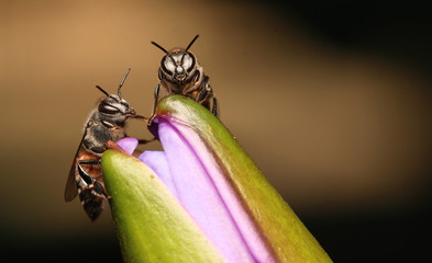 Canvas Print - Bee in flower garden