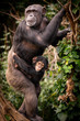 Chimpanzee Mother and Child