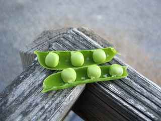 Peas in a pod