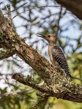 A Young Red-bellied Woodpecker Is Spotted In Its Hunt For Insects On A Lichen Covered Live Oak Tree Branch