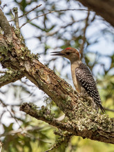 A Young Red-bellied Woodpecker Is Spotted In Its Hunt For Insects On A Lichen Covered Live Oak Tree Branch