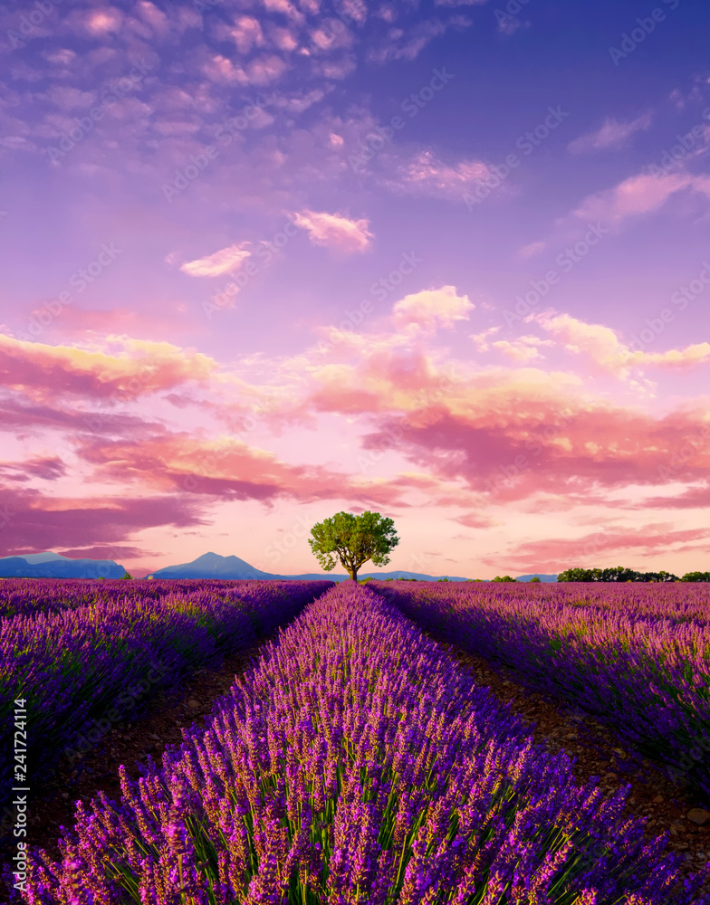Tree in lavender field at sunset in Provence - obrazy, fototapety, plakaty 
