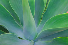 Close Up Of Big Succulents Leaves. Beautiful Abstract Succulent Plant Background. Modern Macro Nature Image.