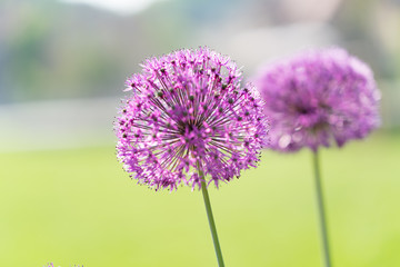 Canvas Print - Close-up photo of purple allium blossom.