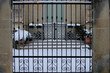 © Luca - Ingresso di casa con neve