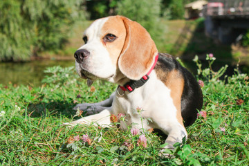 Canvas Print - beagle on a walk in the park