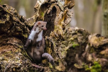 Wild brown colored white breasted marten, Martes foina, with fluffy fur, black eyes and pink nose standing on an old piece of wood in a fall forest, blurry background