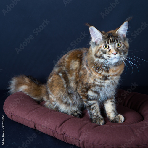 Chat Animal Chaton Felidae Animal De Compagnie Joli Domestique Fourrure Yeux Animal De Compagnie Portrait Noir Blanc Gris Animal Regardant Beau Chat Visage Yeux Duveteux Gris Ado Buy This Stock Photo Chat Animal Chaton Felidae Animal De Compagnie Joli Domestique Fourrure Yeux Animal De Compagnie Portrait Noir Blanc Gris Animal Regardant Beau Chat Visage Yeux Duveteux Gris Ado Buy This Stock Photo