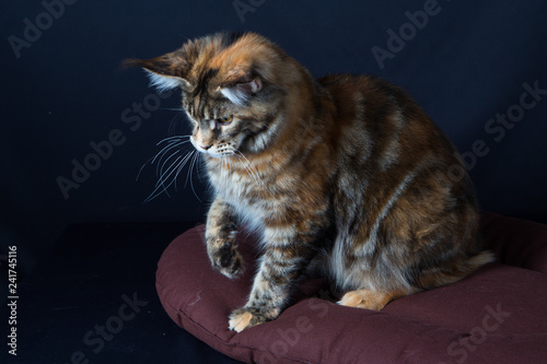 Chat Animal Chaton Felidae Animal De Compagnie Joli Domestique Fourrure Yeux Animal De Compagnie Portrait Noir Blanc Gris Animal Regardant Beau Chat Visage Yeux Duveteux Gris Ado Stock Photo Adobe Stock Chat Animal Chaton Felidae Animal De Compagnie Joli Domestique Fourrure Yeux Animal De Compagnie Portrait Noir Blanc Gris Animal Regardant Beau Chat Visage Yeux Duveteux Gris Ado Stock Photo Adobe Stock