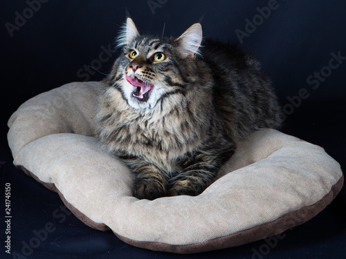 Chat Animal Chaton Felidae Animal De Compagnie Joli