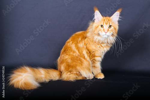 Chat Chaton Animal Animal De Compagnie Felidae Joli Domestique Chat Fourrure Portrait Adorable Blanc Yeux Noir Chat Tigre Jeune Bleu Isole Mammifere Rouge Beau Favoris Petit Reg Acheter Cette Photo Libre