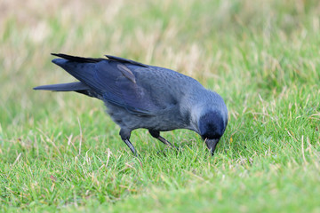 Portrait of a jackdaw (coloeus monedula) foraging for food in the grass