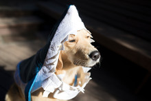 Close Up Of Dog Wearing Shark Suit